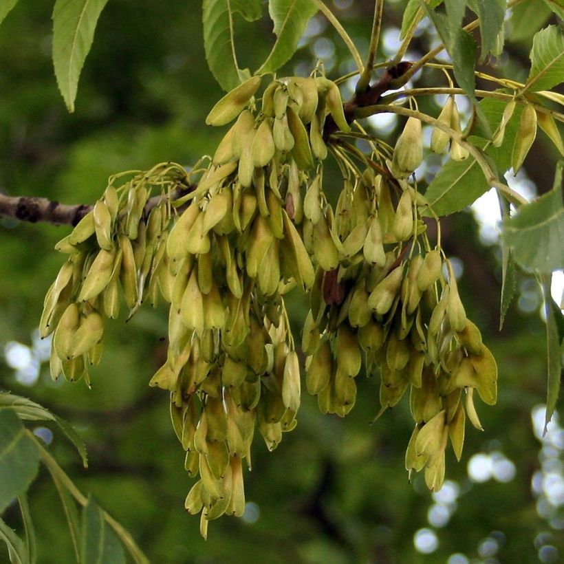 Fraxinus excelsior - Ash (Harvest)