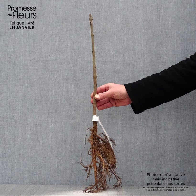 Fraxinus excelsior - Ash Bare root sample as delivered in winter