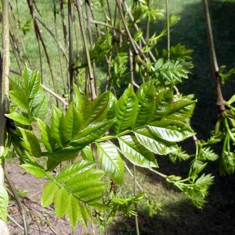 Fraxinus excelsior Pendula - Ash (Foliage)