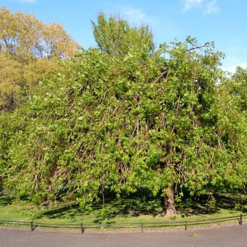 Fraxinus excelsior Pendula - Ash (Plant habit)