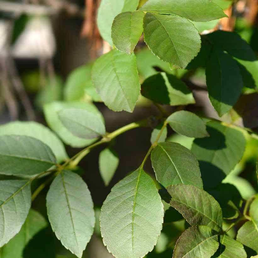 Fraxinus ornus - Manna Ash (Foliage)