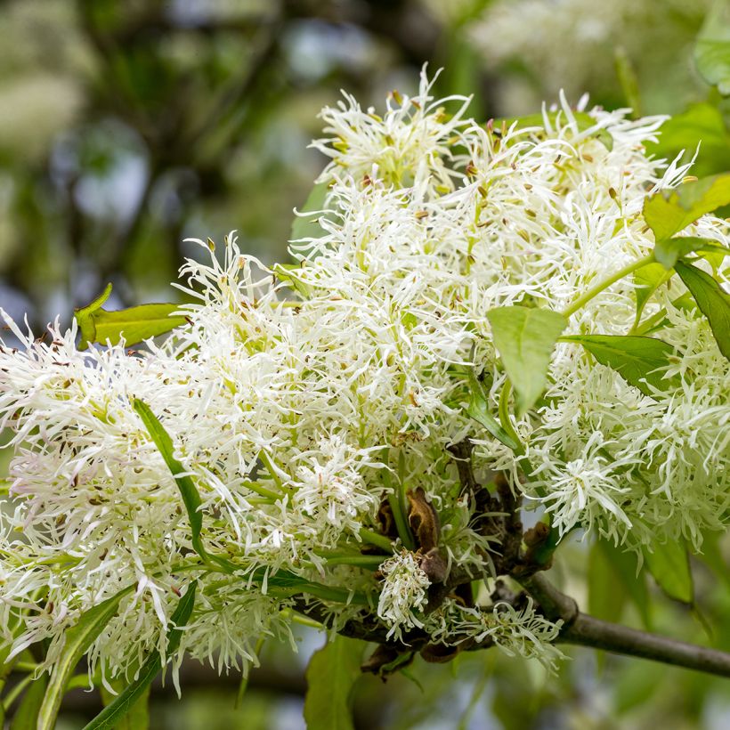 Fraxinus ornus - Manna Ash (Flowering)