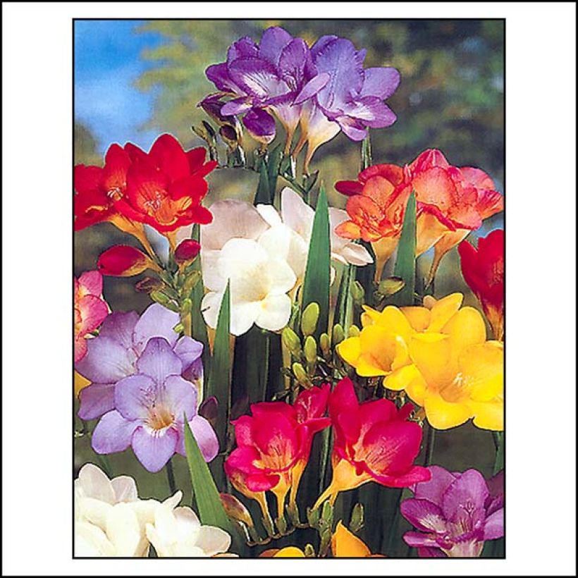 Freesia Simple Mix (Flowering)