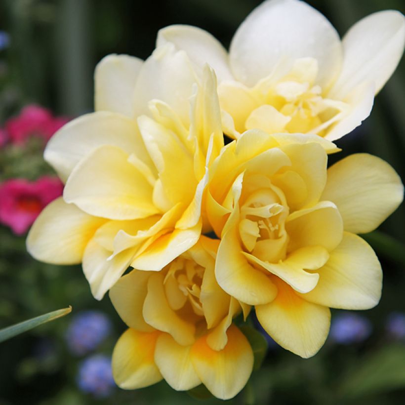 Freesia Double Yellow (Flowering)