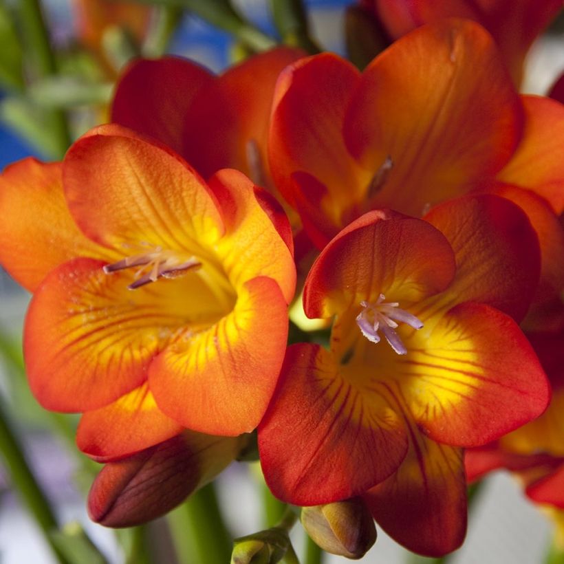 Freesia Single Orange (Flowering)