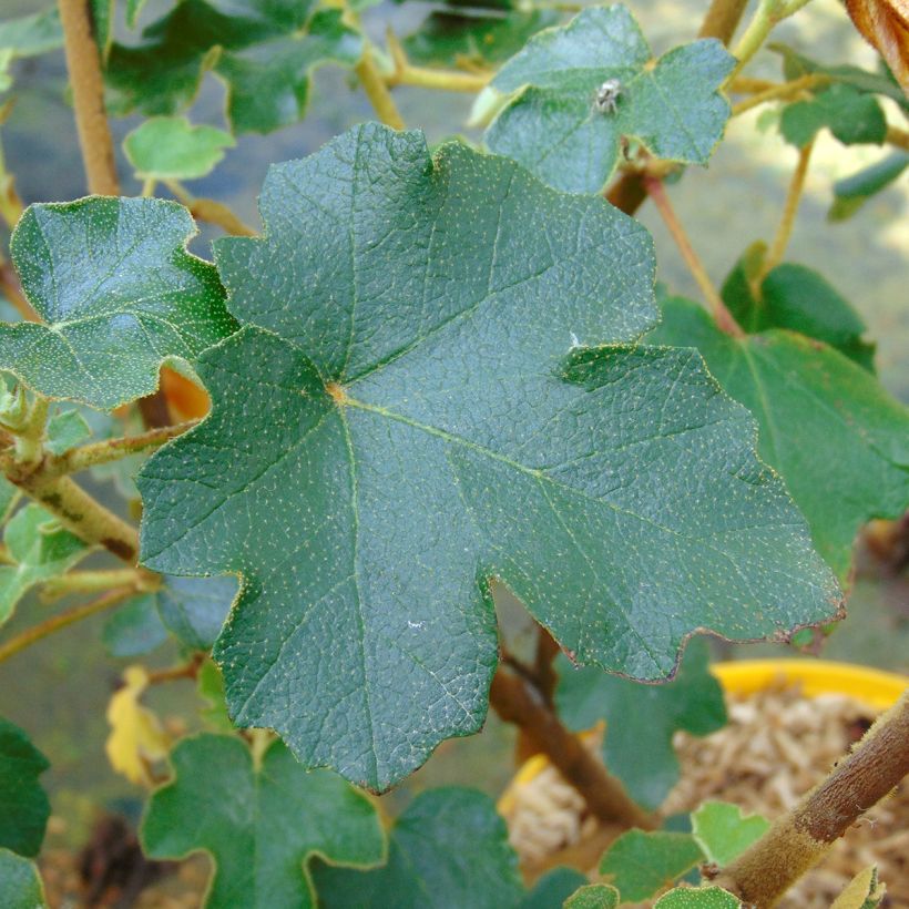 Fremontodendron californicum (Foliage)