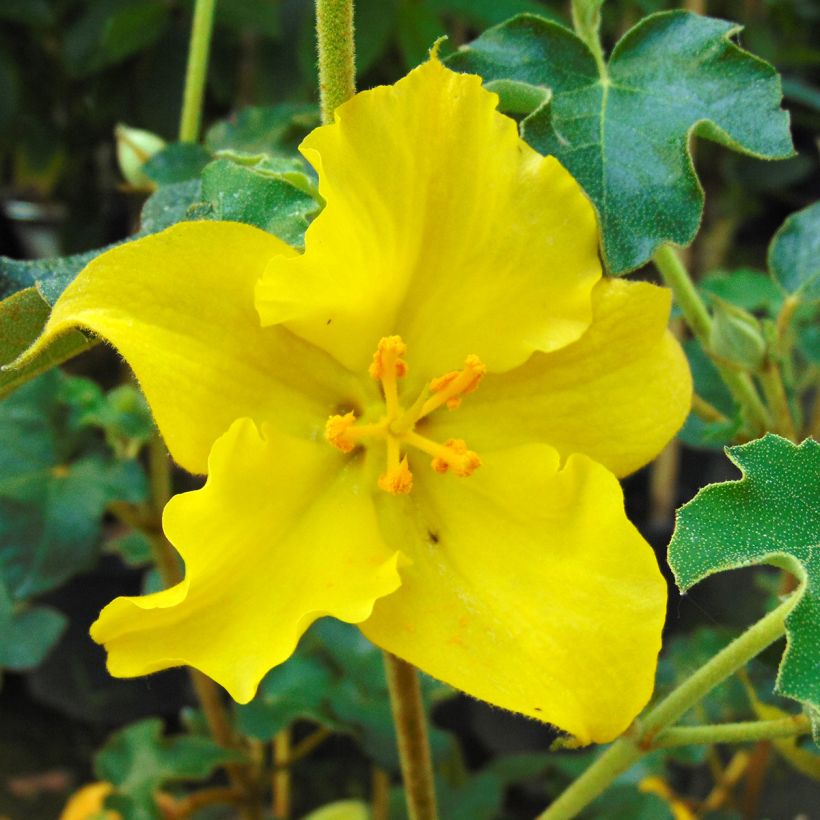 Fremontodendron californicum (Flowering)