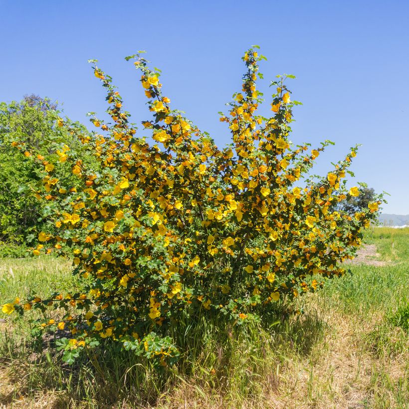 Fremontodendron californicum (Plant habit)