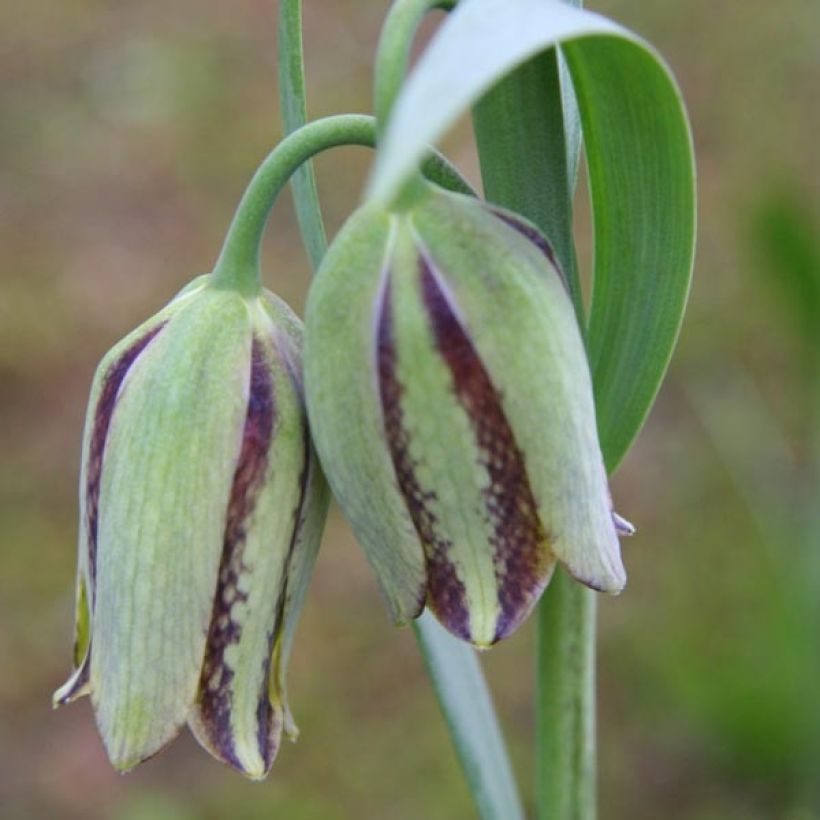 Fritillaria hermonis subsp. amana (Flowering)