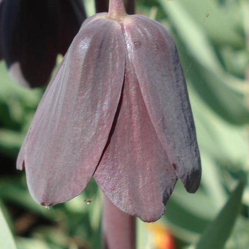 Fritillaria persica Adiyaman (Flowering)