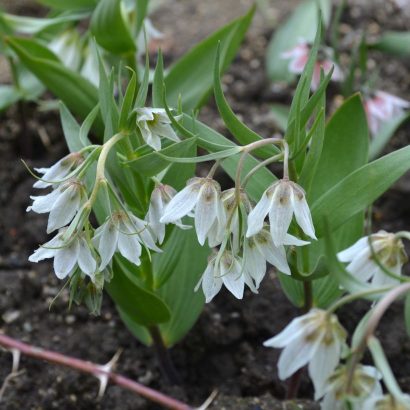 Fritillaria bucharica  (Plant habit)