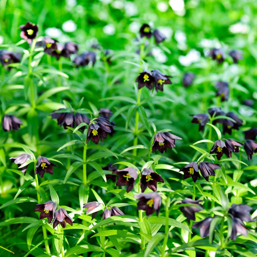 Fritillaria camschatcensis (Plant habit)