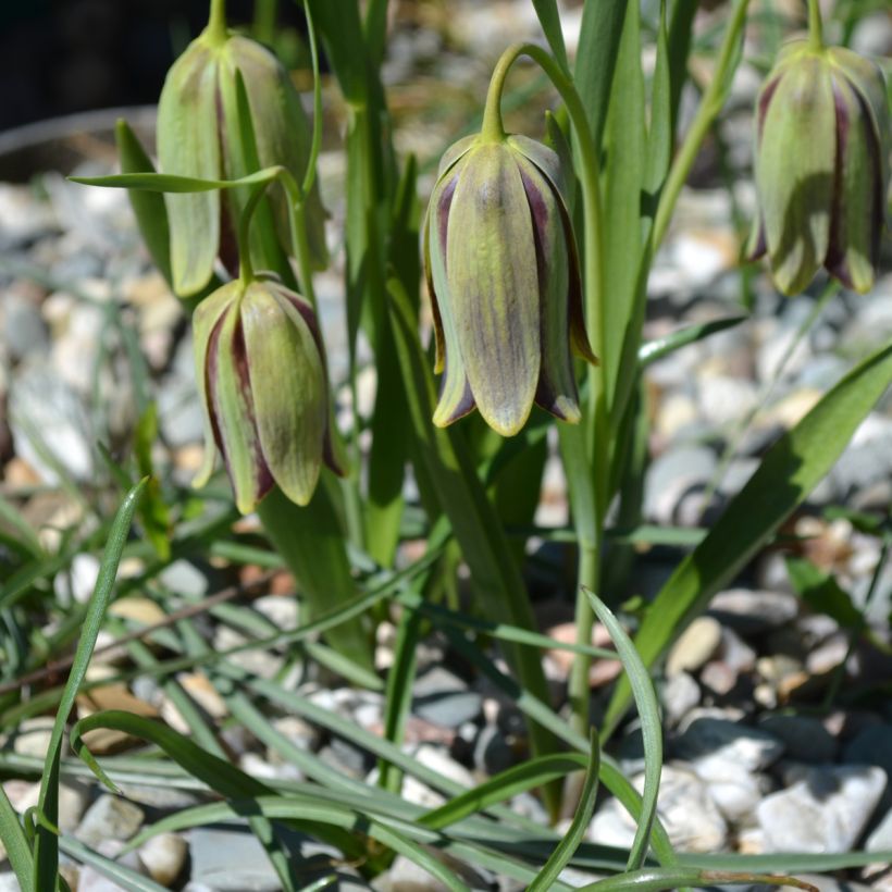 Fritillaria hermonis subsp. amana (Plant habit)