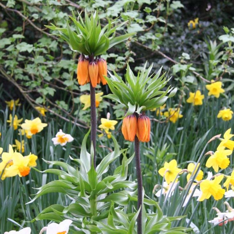 Fritillaria imperialis Prolifera (Plant habit)