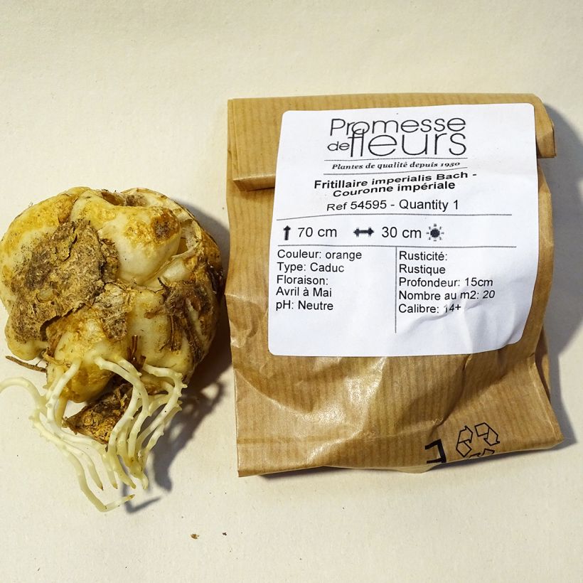 Example of Fritillaria imperialis Bach Bulb size 14+ specimen as delivered