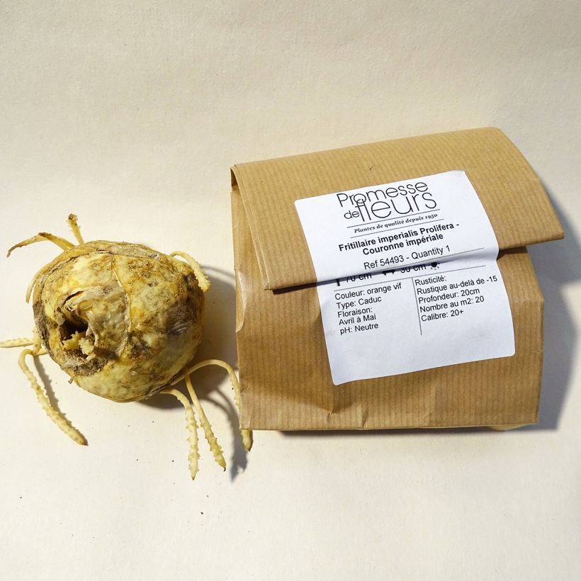 Example of Fritillaria imperialis Prolifera Bulb size 20+ specimen as delivered