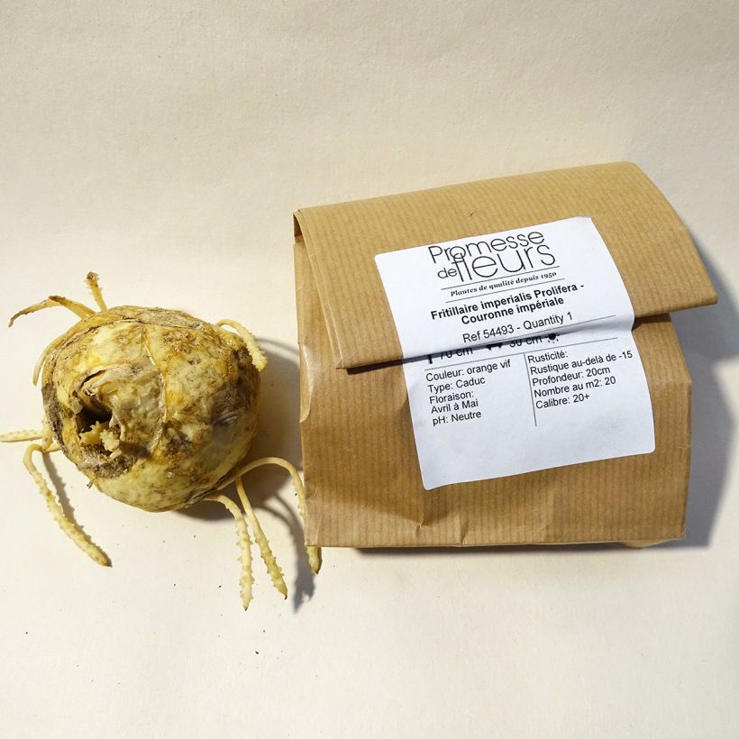 Example of Fritillaria imperialis Prolifera specimen as delivered