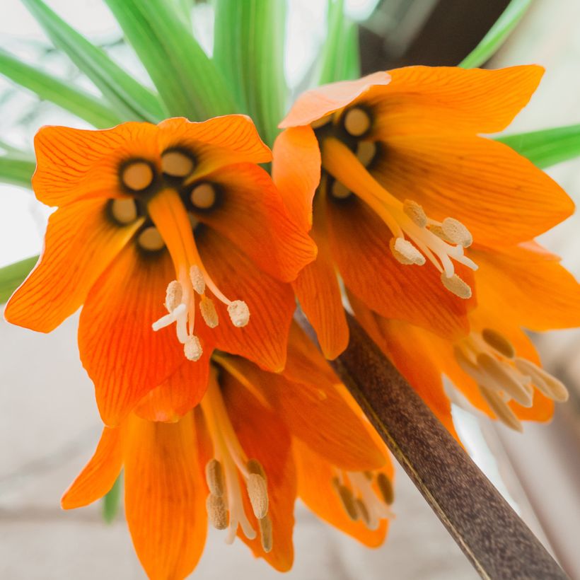 Fritillaria imperialis Prolifera (Flowering)