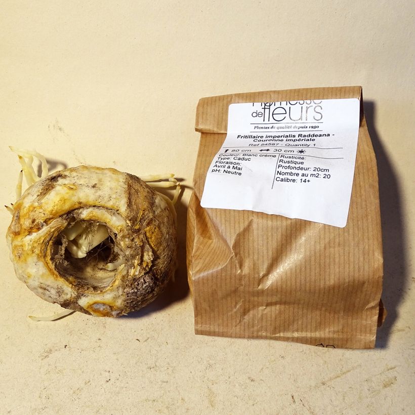 Example of Fritillaria raddeana  Bulb size 14+ specimen as delivered