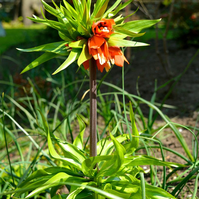Fritillaria imperialis Rubra (Plant habit)