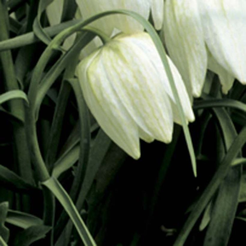 Fritillaria meleagris Alba (Flowering)