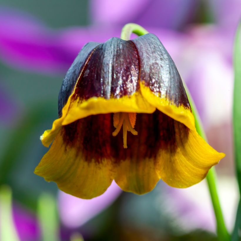 Fritillaria michailovskyi (Flowering)