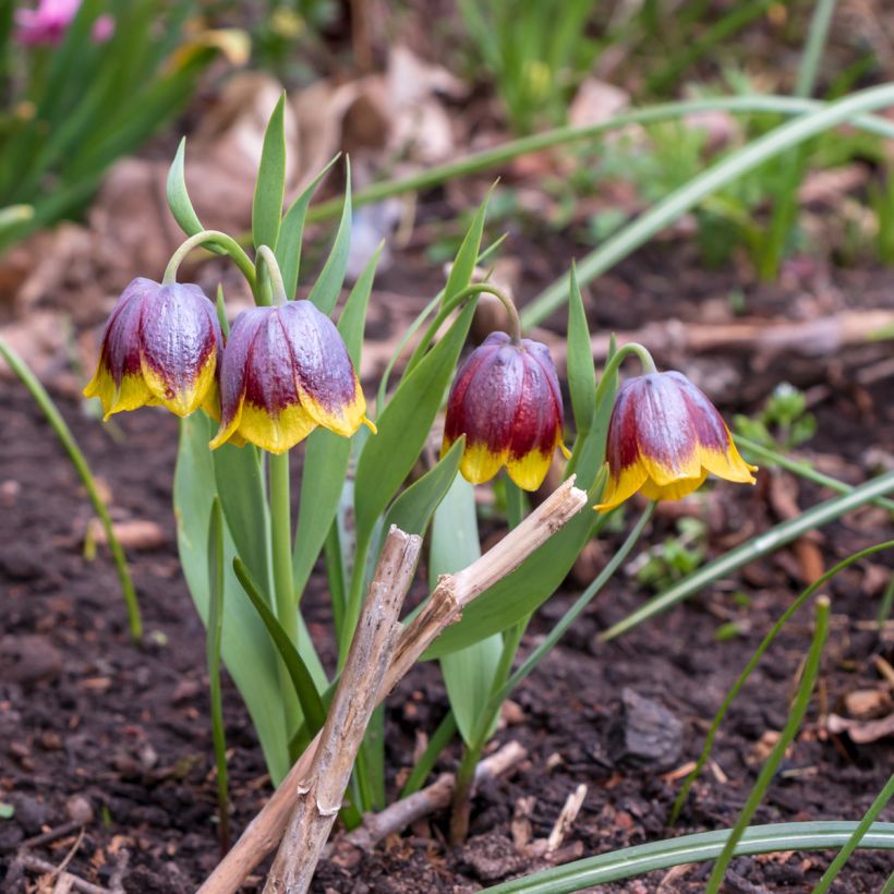 Fritillaria michailovskyi (Plant habit)