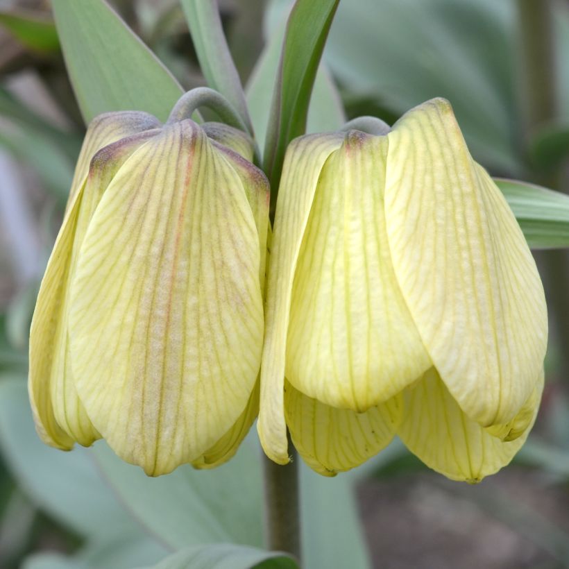 Fritillaria pallidiflora (Flowering)