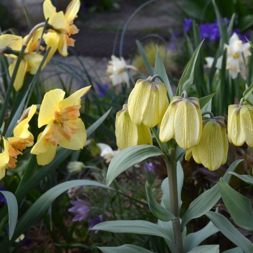 Fritillaria pallidiflora (Plant habit)