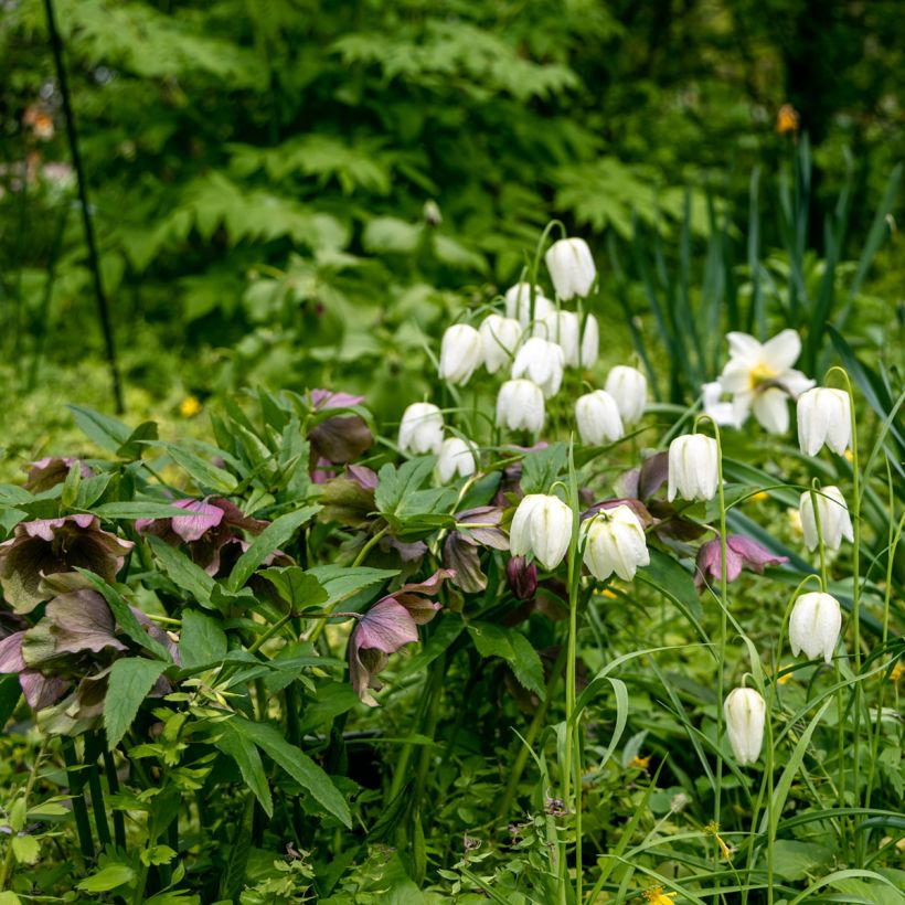 Fritillaria meleagris Alba (Plant habit)