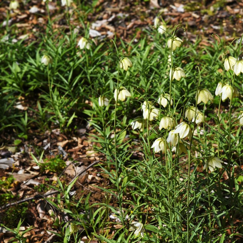 Fritillaria thunbergii (Plant habit)