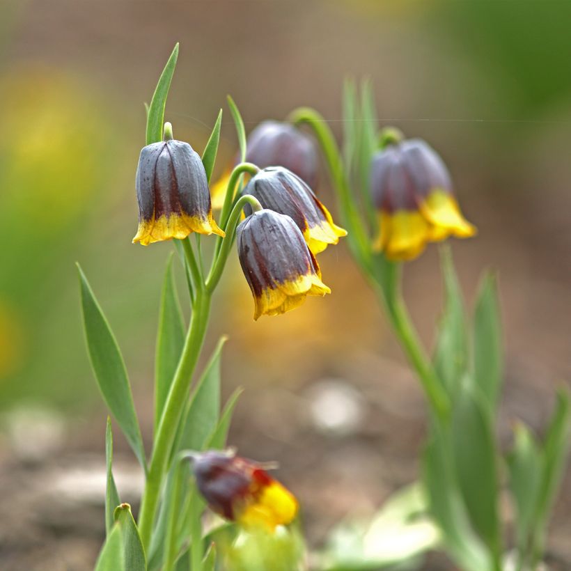 Fritillaria uva-vulpis  (Plant habit)