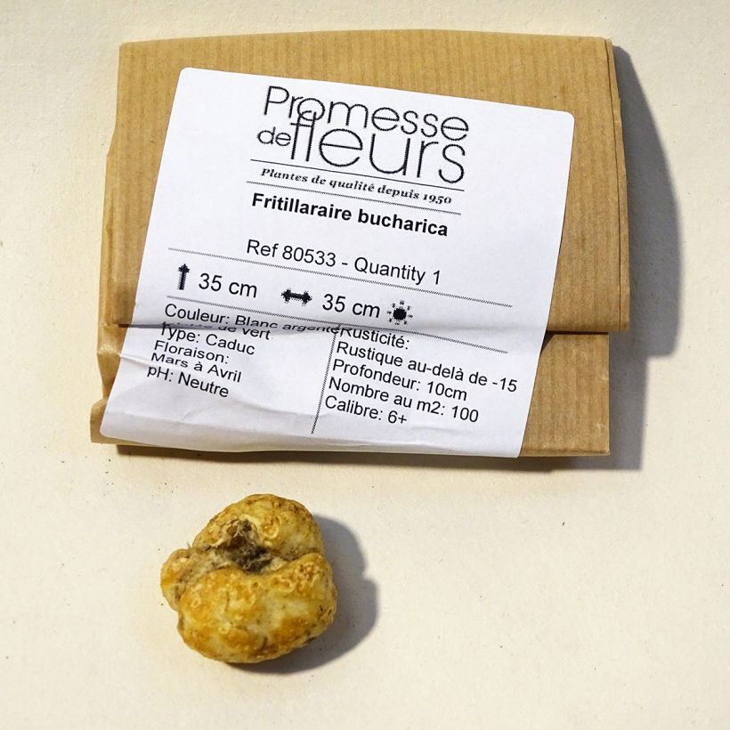 Example of Fritillaria bucharica  Bulb size 6+ specimen as delivered