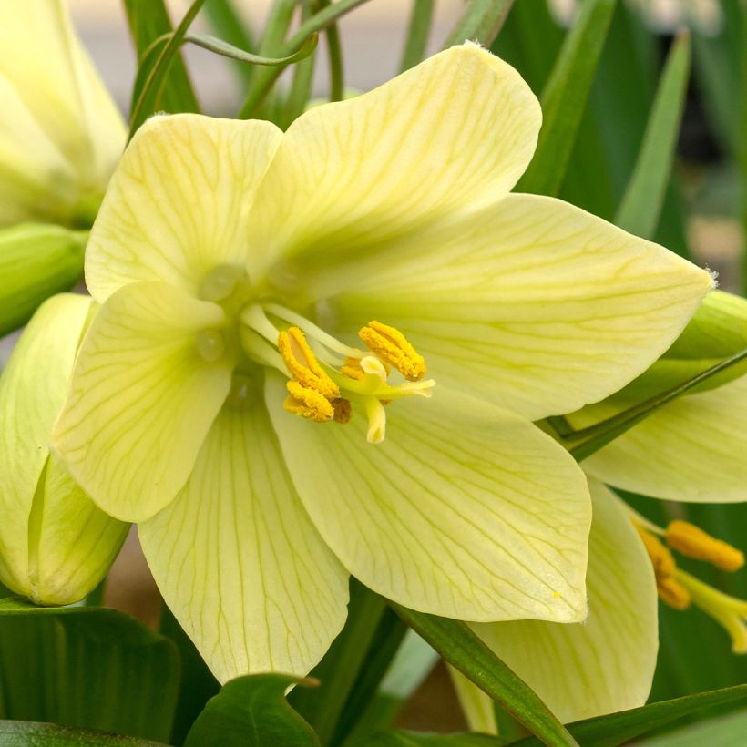 Fritillaria raddeana  (Flowering)