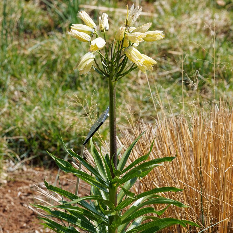 Fritillaria raddeana  (Plant habit)