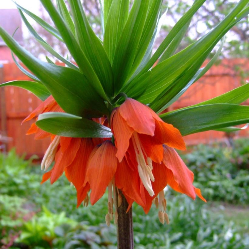 Fritillaria imperialis Rubra (Flowering)