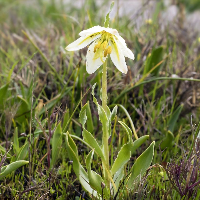 Fritillaria liliacea  (Foliage)