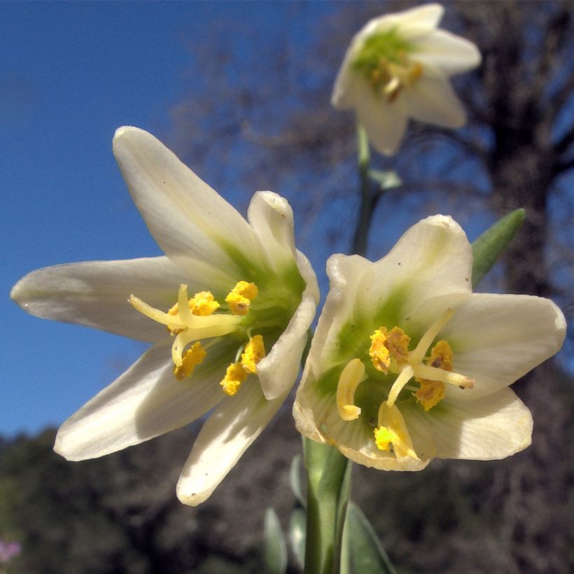 Fritillaria liliacea  (Flowering)