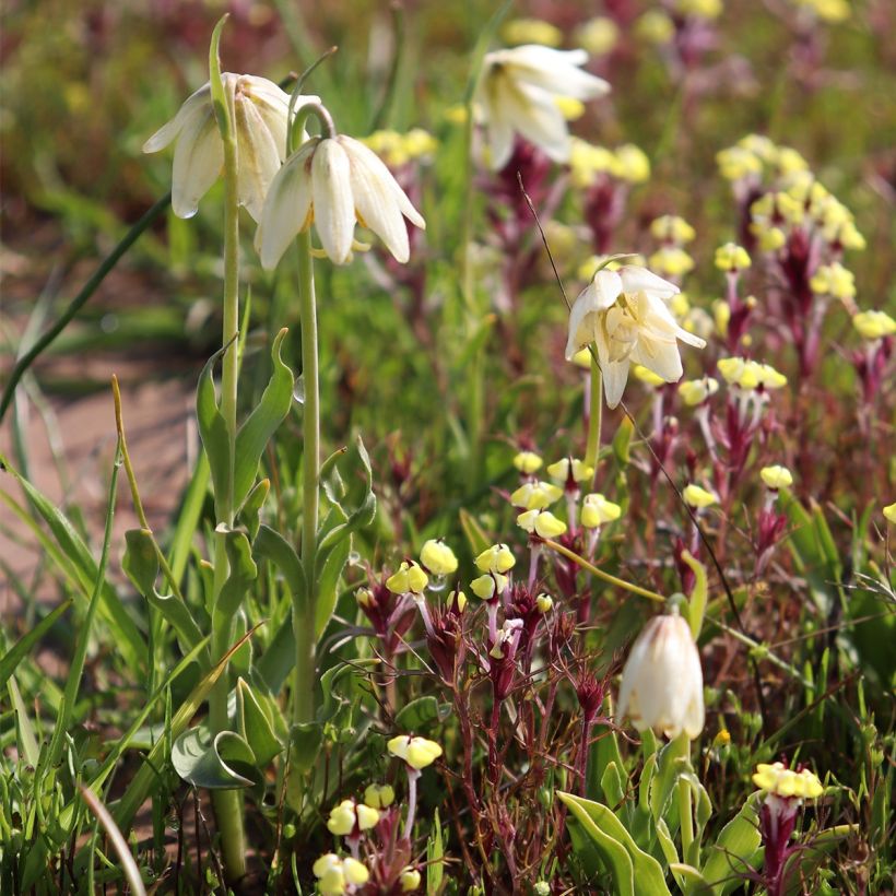 Fritillaria liliacea  (Plant habit)