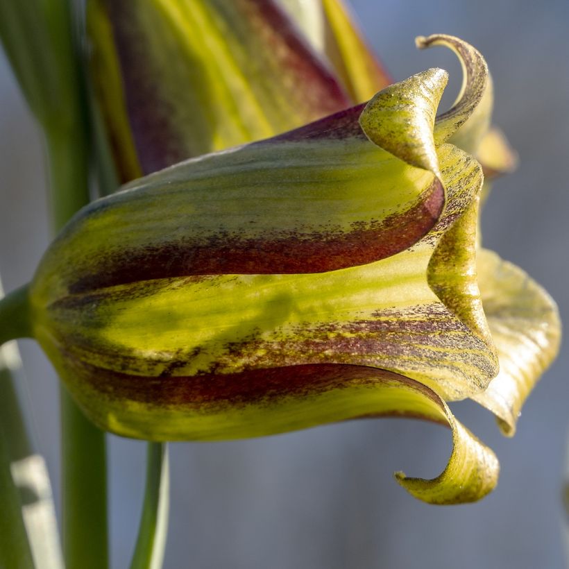 Fritillaria olivieri  (Flowering)