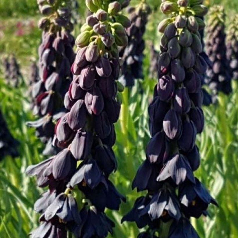 Fritillaria persica Twintowers Tribute (Flowering)