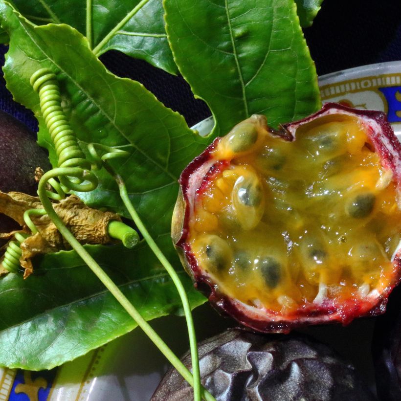 Passiflora edulis (Harvest)