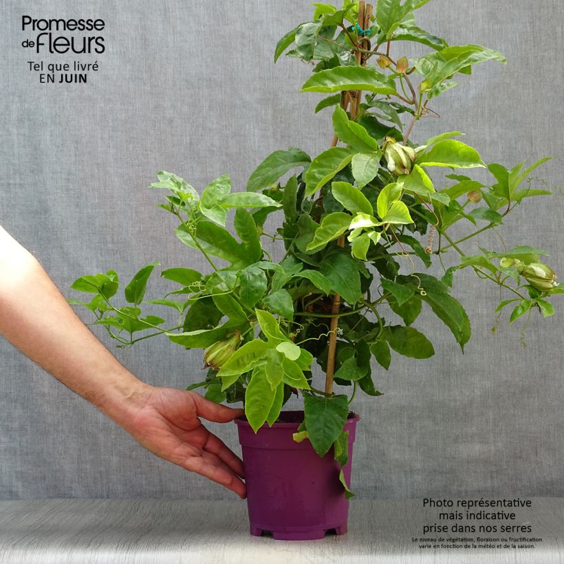 Passiflora edulis 1.5L/2L pot sample as delivered in summer