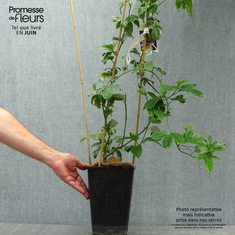 Passiflora edulis 4L/5L pot sample as delivered in summer