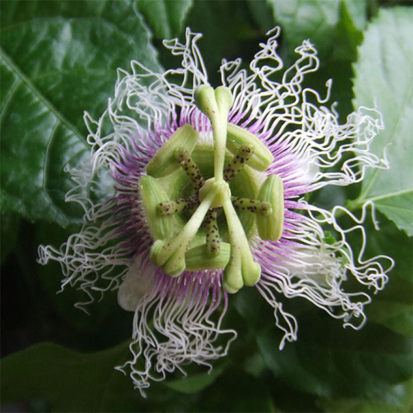 Passiflora edulis (Flowering)