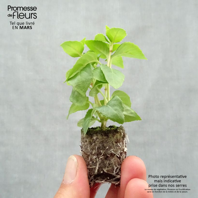 Fuchsia hybrida Annabel Plug plant 3/4cm sample as delivered in spring