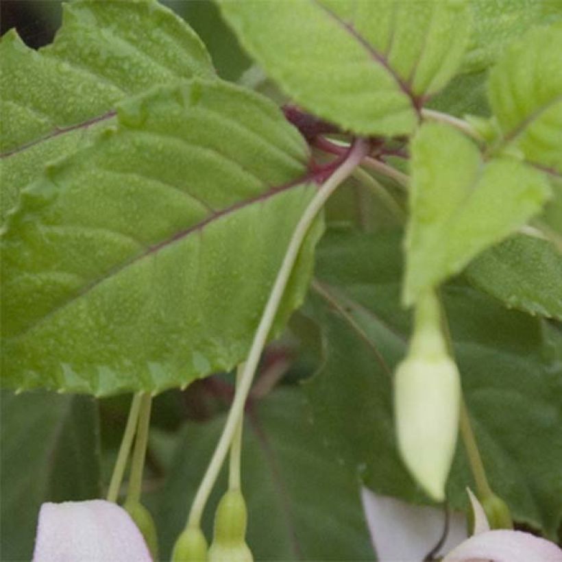 Fuchsia hybrida Annabel (Foliage)