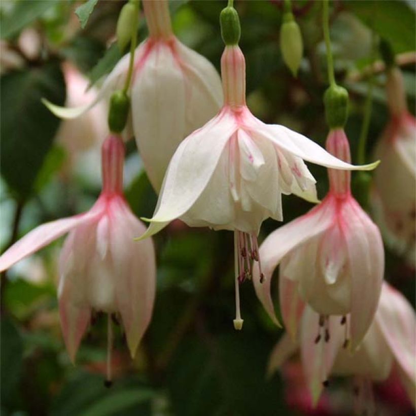 Fuchsia hybrida Annabel (Flowering)