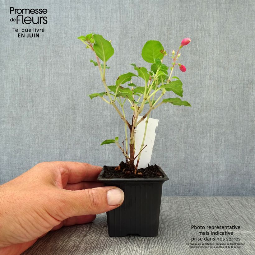 Fuchsia Beacon rosa 8/9 cm pot sample as delivered in summer