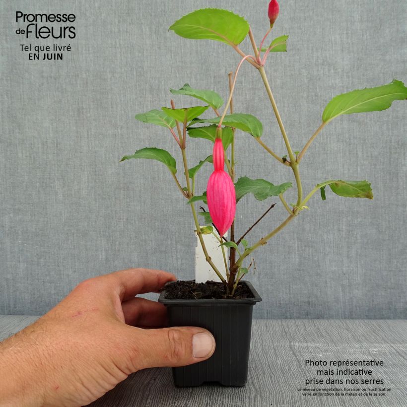 Fuchsia Beacon rosa sample as delivered in spring